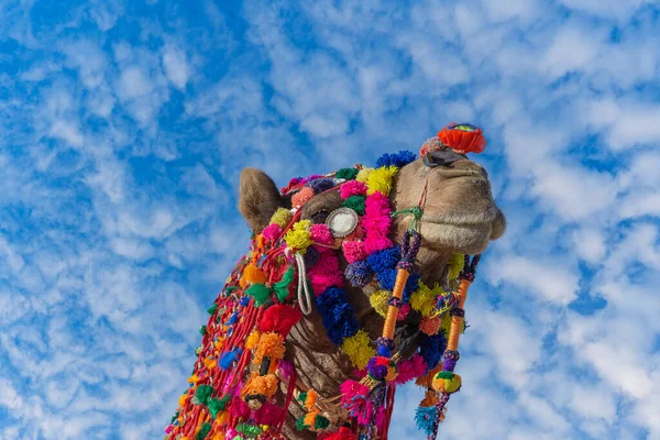 Szef Ozdobionej Głowy Wielbłąda Pustyni Thar Podczas Corocznego Pushkar Camel — Zdjęcie stockowe