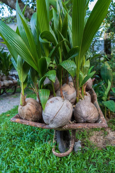 Many Sprouted Coconuts Trolley Tropical Garden Summer Day Island Koh — Stock Photo, Image