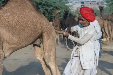 Pushkar, Hindistan - 14 Kasım 2018: Hindistan 'ın kutsal şehri Pushkar, Rajasthan yakınlarındaki Pushkar Camel Mela sırasında çölde yaşayan Hintli erkek ve deve. Bu fuar dünyanın en büyük deve ticaret fuarı.