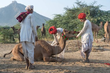 Pushkar, Hindistan - 14 Kasım 2018: Hindistan 'ın kutsal şehri Pushkar, Rajasthan yakınlarındaki Pushkar Camel Mela sırasında çölde yaşayan Hintli erkek ve deve. Bu fuar dünyanın en büyük deve ticaret fuarı.