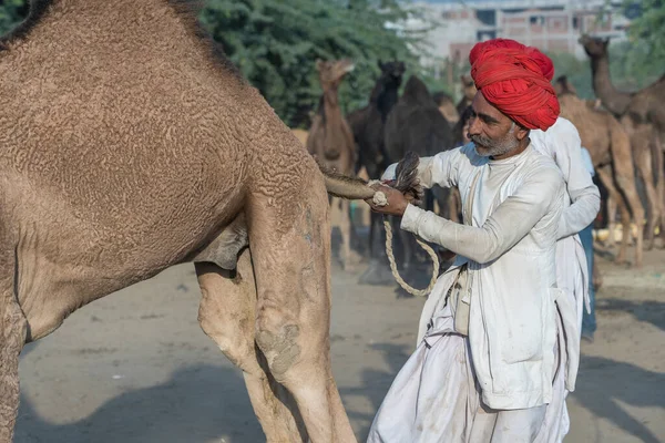 Pushkar Índia Novembro 2018 Homens Camelos Indianos Deserto Thar Durante — Fotografia de Stock