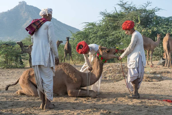Pushkar Indien 2018 Indische Männer Und Kamele Der Wüste Thar — Stockfoto