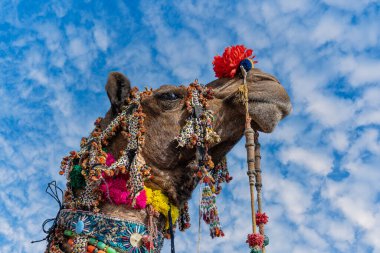 Hindistan 'ın kutsal şehri Pushkar, Rajasthan yakınlarındaki yıllık Pushkar Deve Fuarı sırasında Thar Çölü' nde deve kafası nişanı aldı. Kapat.