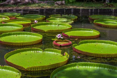Mauritius Adası 'ndaki botanik bahçesinde dev bir nilüfer çiçeği. Victoria amazonica ya da Victoria regia, kapatın.