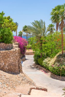 Boş yol, renkli çiçekler ve Sharm El Sheikh 'te Mısır caddesinde palmiye ağaçları.