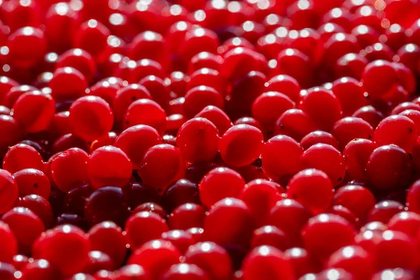 Ernte Die Rote Viburnum Oder Drosselrose Nahaufnahme Draufsicht Schöne Textur — Stockfoto