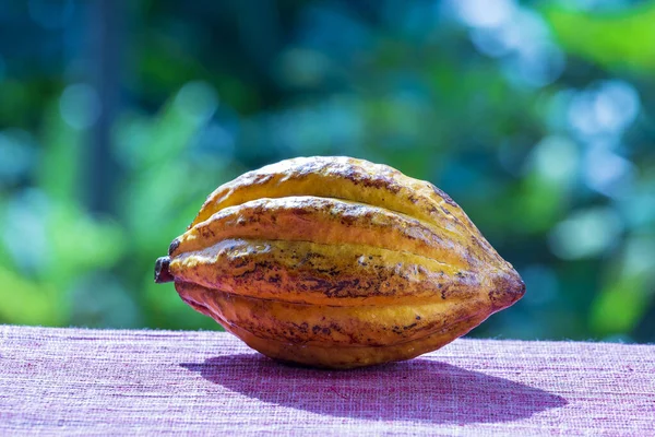 Frijol Cacao Fruta Cacao Cerca Isla Bali Indonesia — Foto de Stock