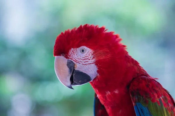 Loro Guacamayo Rojo Bali Bird Park Indonesia Cerca — Foto de Stock