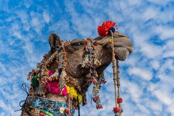 在印度拉贾斯坦邦普什卡附近举行的普什卡骆驼节年度博览会期间 在萨尔沙漠装饰骆驼头的头像 靠近点 — 图库照片