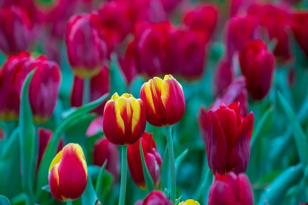 Vackra Färgglada Röda Och Gula Tulpaner Bakgrund Vårblommornas Fält Blomma — Stockfoto