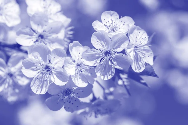 Белые Цветы Вишни Цветут Весенний День Фоне Неба Цветущие Фруктовые — стоковое фото
