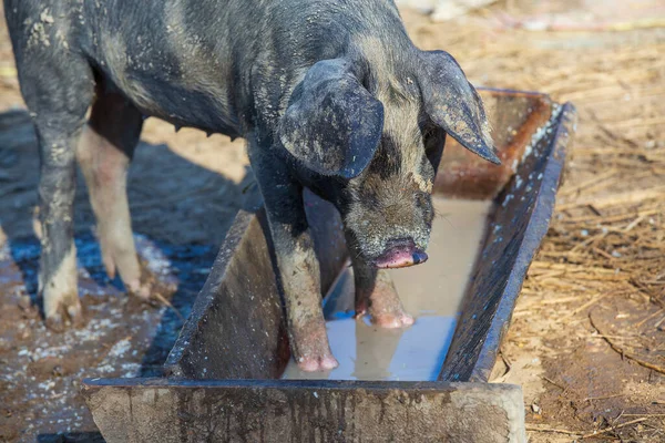Alimentación Doméstica Cerdos Una Granja Cerdos Ecológicos Crianza Libre Cerca — Foto de Stock