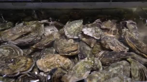 Frische Austern Zum Verkauf Einem Aquarium Mit Klarem Wasser Auf — Stockvideo