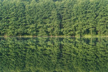 Gölün kenarındaki yeşil orman sakin sularda yansıyor, Ukrayna. Doğada güzellik