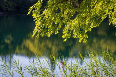 Plitvice Lakes Ulusal Parkı 'nın harika manzarası. Hırvatistan, Orta Avrupa, seyahat ve doğa kavramı