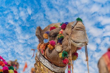 Hindistan 'ın kutsal şehri Pushkar, Rajasthan yakınlarındaki yıllık Pushkar Deve Fuarı sırasında Thar Çölü' nde deve kafası nişanı aldı. Kapat.