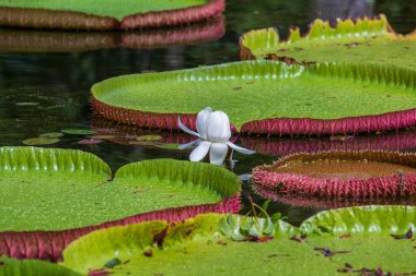 Mauritius Adası 'ndaki botanik bahçesinde dev bir nilüfer çiçeği. Victoria amazonica ya da Victoria regia, kapatın.