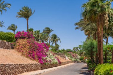 Boş yol, renkli çiçekler ve Sharm El Sheikh 'te Mısır caddesinde palmiye ağaçları.