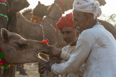 Pushkar, Hindistan - 14 Kasım 2018: Hindistan 'ın kutsal şehri Pushkar, Rajasthan yakınlarındaki Pushkar Camel Mela sırasında çölde yaşayan Hintli erkek ve deve. Bu fuar dünyanın en büyük deve ticaret fuarı.