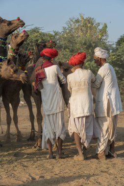 Pushkar, Hindistan - 14 Kasım 2018: Hindistan 'ın kutsal şehri Pushkar, Rajasthan yakınlarındaki Pushkar Camel Mela sırasında çölde yaşayan Hintli erkek ve deve. Bu fuar dünyanın en büyük deve ticaret fuarı.