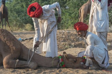 Pushkar, Hindistan - 14 Kasım 2018: Hindistan 'ın kutsal şehri Pushkar, Rajasthan yakınlarındaki Pushkar Camel Mela sırasında çölde yaşayan Hintli erkek ve deve. Bu fuar dünyanın en büyük deve ticaret fuarı.