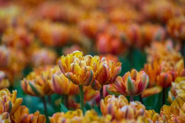 Schöne Bunte Rote Und Gelbe Tulpen Hintergrund Feld Der Frühlingsblumen — Stockfoto