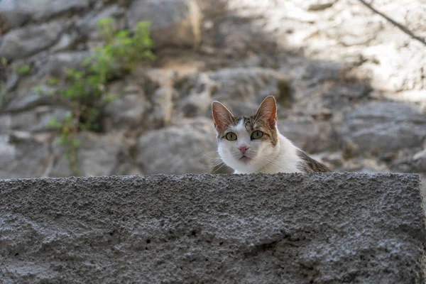 欧洲黑山科托尔老城的人行道上坐着一只可爱的猫 — 图库照片