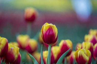 Rengarenk kırmızı ve sarı laleler. Bahar çiçekleri tarlası. Çiçekli yatak laleleri Danang, Vietnam 'da.