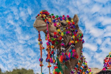 Hindistan 'ın kutsal şehri Pushkar, Rajasthan yakınlarındaki yıllık Pushkar Deve Fuarı sırasında Thar Çölü' nde deve kafası nişanı aldı. Kapat.
