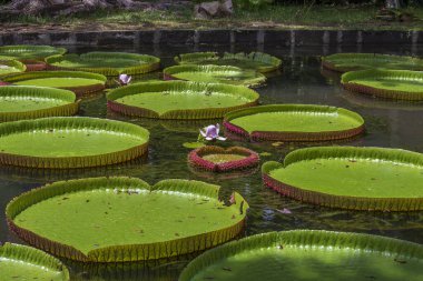 Mauritius Adası 'ndaki botanik bahçesinde dev bir nilüfer çiçeği. Victoria amazonica ya da Victoria regia, kapatın.