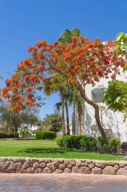 Bina, kumsalda kırmızı tropikal çiçekli alev ağacı sabah Sharm El Sheikh, Mısır, Afrika tatil köyünde