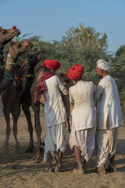Pushkar, Hindistan - 14 Kasım 2018: Hindistan 'ın kutsal şehri Pushkar, Rajasthan yakınlarındaki Pushkar Camel Mela sırasında çölde yaşayan Hintli erkek ve deve. Bu fuar dünyanın en büyük deve ticaret fuarı.