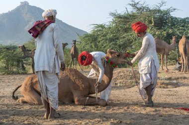 Pushkar, Hindistan - 14 Kasım 2018: Hindistan 'ın kutsal şehri Pushkar, Rajasthan yakınlarındaki Pushkar Camel Mela sırasında çölde yaşayan Hintli erkek ve deve. Bu fuar dünyanın en büyük deve ticaret fuarı.