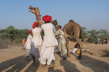 Pushkar, Hindistan - 14 Kasım 2018: Hindistan 'ın kutsal şehri Pushkar, Rajasthan yakınlarındaki Pushkar Camel Mela sırasında çölde yaşayan Hintli erkek ve deve. Bu fuar dünyanın en büyük deve ticaret fuarı.