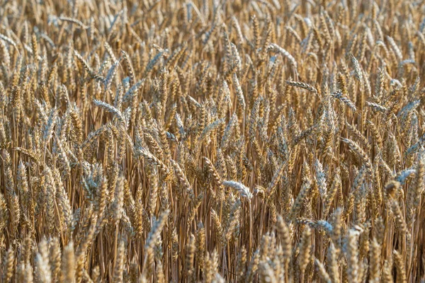 Champ Blé Doré Par Une Journée Ensoleillée Matin Fermer Concept — Photo