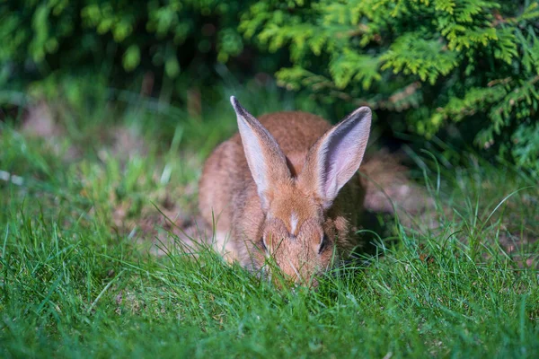 Jeune Lapin Mignon Sur Herbe Verte Manger Fermer Animaux Concept — Photo