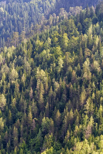 Top View Green Treetops Coniferous Forests Mountain Montenegro Europe — Stockfoto