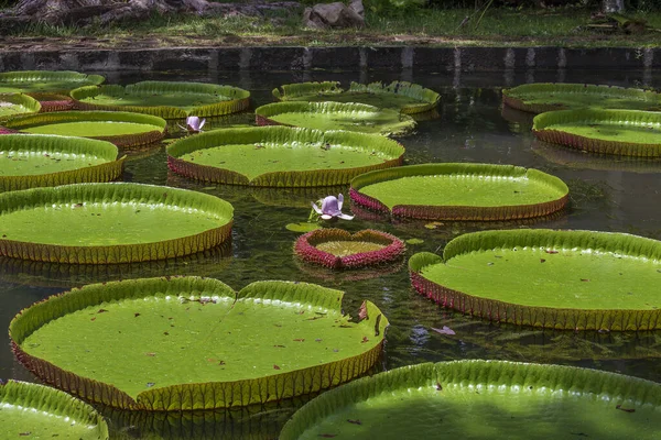 Reuzenwaterlelie Botanische Tuin Het Eiland Mauritius Victoria Amazonica Victoria Regia — Stockfoto