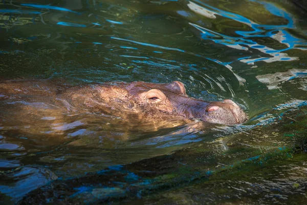 Su aygırı, ya da su aygırı, çoğunlukla otçul memeli su kapatın