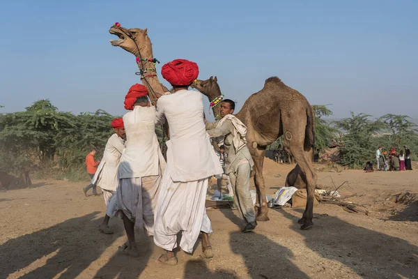 Pushkar Ινδία Νοέμβριος 2018 Ινδοί Άνδρες Και Καμήλα Στην Έρημο — Φωτογραφία Αρχείου