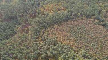 Güneşli bir günde sonbahar ormanı manzarası. Kozalaklı ve yaprak döken ormanın doğal arka planı, üst manzara, Ukrayna, Avrupa. Seyahat ve doğa kavramı. Sonbahar ağaçlarının üzerinden uçmak. Sonbahar sezonu