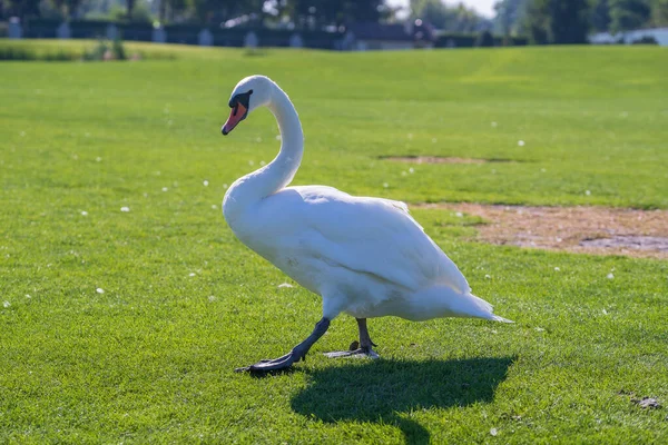 Ein Weißer Schwan Spaziert Einem Sonnigen Tag Über Das Grüne — Stockfoto