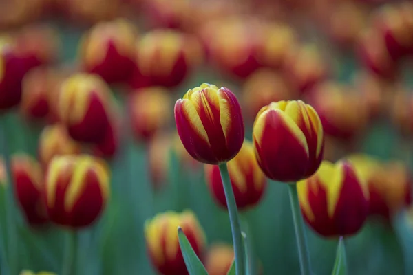 Vackra Färgglada Röda Och Gula Tulpaner Bakgrund Vårblommornas Fält Blomma — Stockfoto