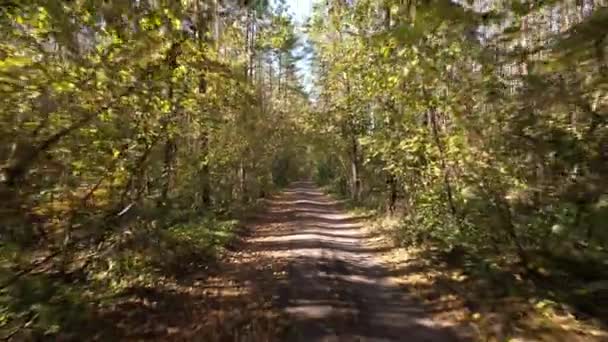 Vuelo Sobre Carretera Forestal Día Soleado Otoño Árboles Formando Túnel — Vídeos de Stock