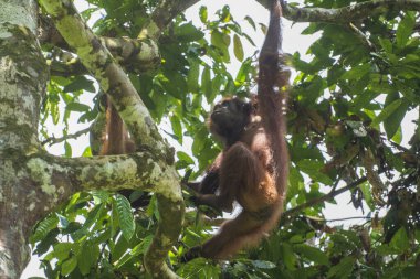 Borneo, Malezya 'daki yağmur ormanlarında nesli tükenmekte olan vahşi orangutanlar, yaklaşın. Doğada Orangutan dağ yamağı