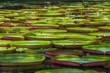 Mauritius Adası 'ndaki botanik bahçesinde dev bir nilüfer çiçeği. Victoria amazonica ya da Victoria regia, kapatın.