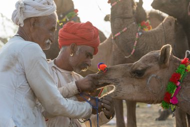 Pushkar, Hindistan - 14 Kasım 2018: Hindistan 'ın kutsal şehri Pushkar, Rajasthan yakınlarındaki Pushkar Camel Mela sırasında çölde yaşayan Hintli erkek ve deve. Bu fuar dünyanın en büyük deve ticaret fuarı.
