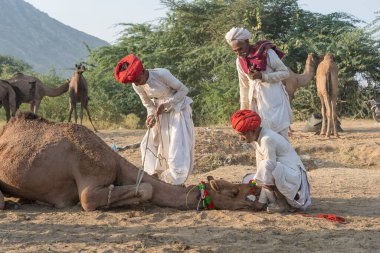 Pushkar, Hindistan - 14 Kasım 2018: Hindistan 'ın kutsal şehri Pushkar, Rajasthan yakınlarındaki Pushkar Camel Mela sırasında çölde yaşayan Hintli erkek ve deve. Bu fuar dünyanın en büyük deve ticaret fuarı.