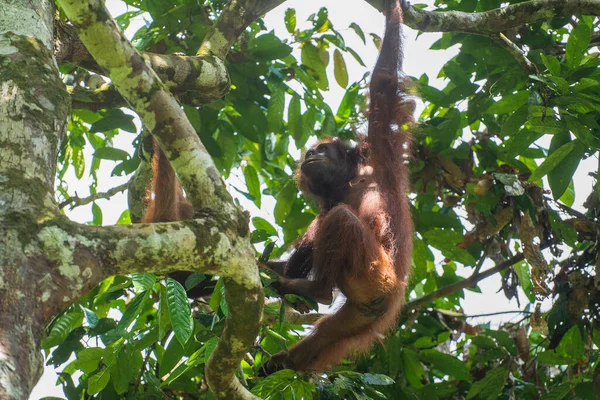 Orangotango Selvagem Perigo Floresta Tropical Ilha Bornéu Malásia Perto Macaco — Fotografia de Stock