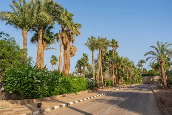 Boş Yol Renkli Çiçekler Sharm Sheikh Mısır Caddesinde Palmiye Ağaçları — Stok fotoğraf